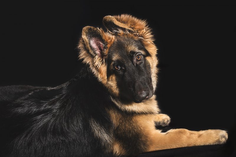 Studio pet photography with Gold Coast German Shepherd puppy, Luna.